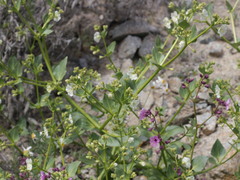 Mirabilis elegans
