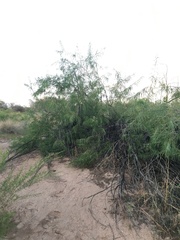 Chilopsis linearis arcuata