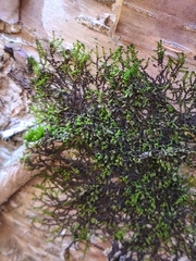 Frullania eboracensis