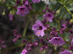 Mirabilis elegans