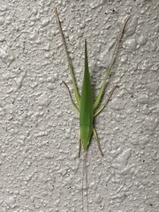 Euconocephalus varius