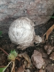 Agaricus deserticola
