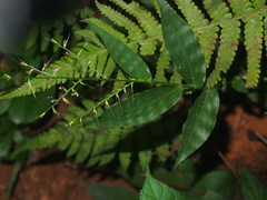 Oplismenus compositus