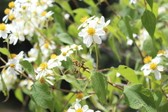 Montanoa leucantha