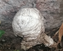 Agaricus deserticola