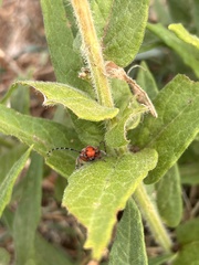 Tetraopes femoratus