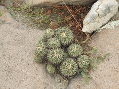 Echinofossulocactus crispatus