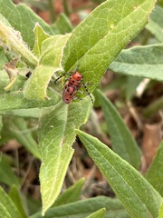 Tetraopes femoratus