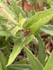 Tetraopes femoratus
