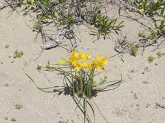 Zephyranthes bagnoldii