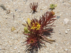 Quinchamalium chilense