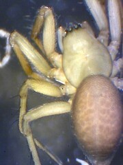 Centromerita bicolor