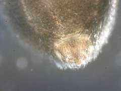 Centromerita bicolor