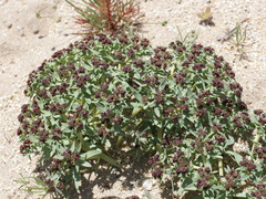 Euphorbia thinophila