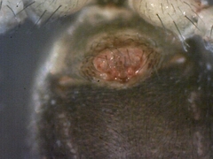 Centromerita bicolor