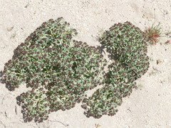 Euphorbia thinophila