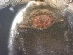 Centromerita bicolor