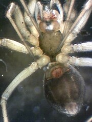 Centromerita bicolor