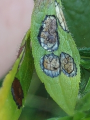 Asteromyia carbonifera
