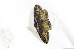 Anisoneura