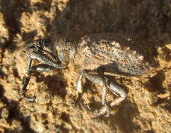 Microcerinae