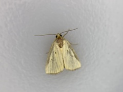 Marimatha nigrofimbria