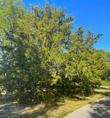 Juniperus virginiana