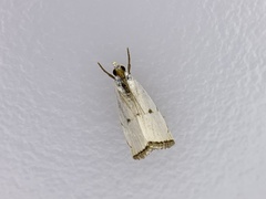 Argyria gonogramma