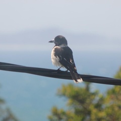Cracticus nigrogularis
