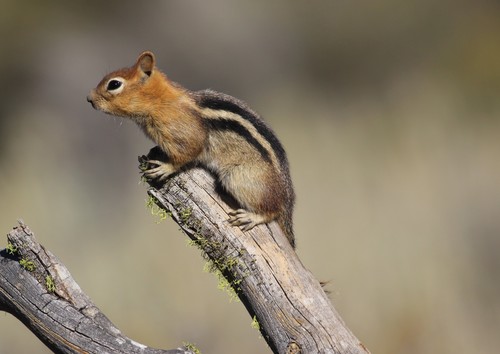 Common Golden-mantled Ground Squirrel, photo 8 of 9