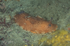 Aphelodoris rossquicki