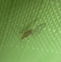 Macrosiphum rosae