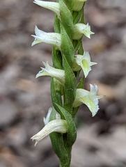Spiranthes odorata