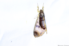Sarbanissa longipennis