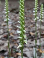 Spiranthes odorata