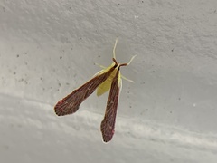 Anotia firebugia