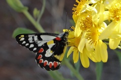 Delias aganippe