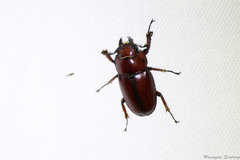 Prosopocoilus astacoides