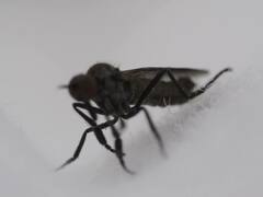 Rhamphomyia