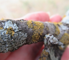 Xanthomendoza