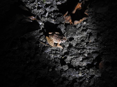 Fejervarya cancrivora