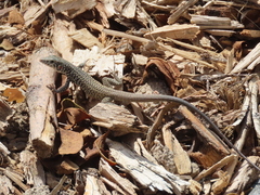 Aspidoscelis tigris tigris