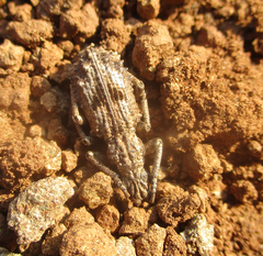 Microcerinae