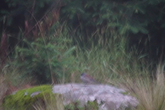 Junco phaeonotus