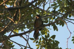 Saltator grandis