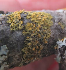 Xanthomendoza