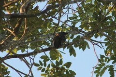 Saltator grandis