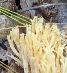 Ramaria concolor