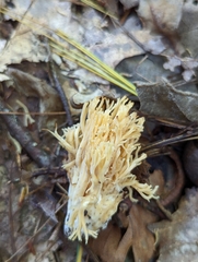 Ramaria concolor