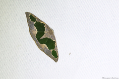 Celenna festivaria